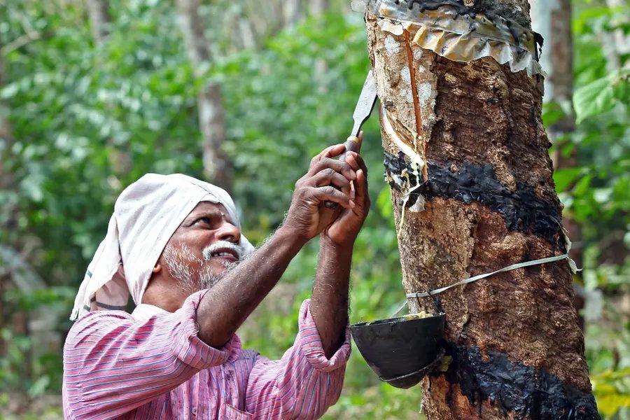 India rubber tapping